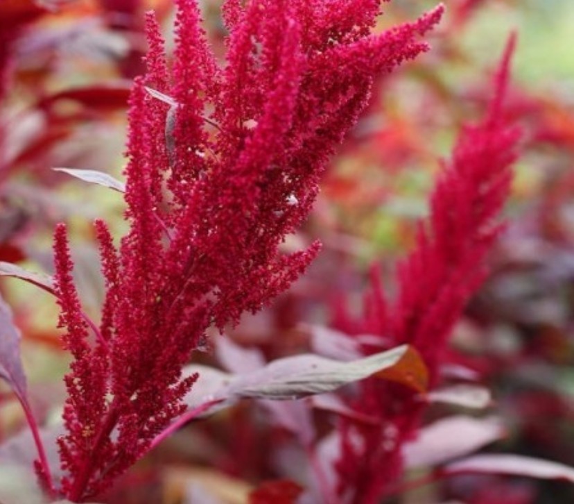 750+ Red Garnet Amaranth Seeds **Fresh Seeds** ~~Free Shipping~~