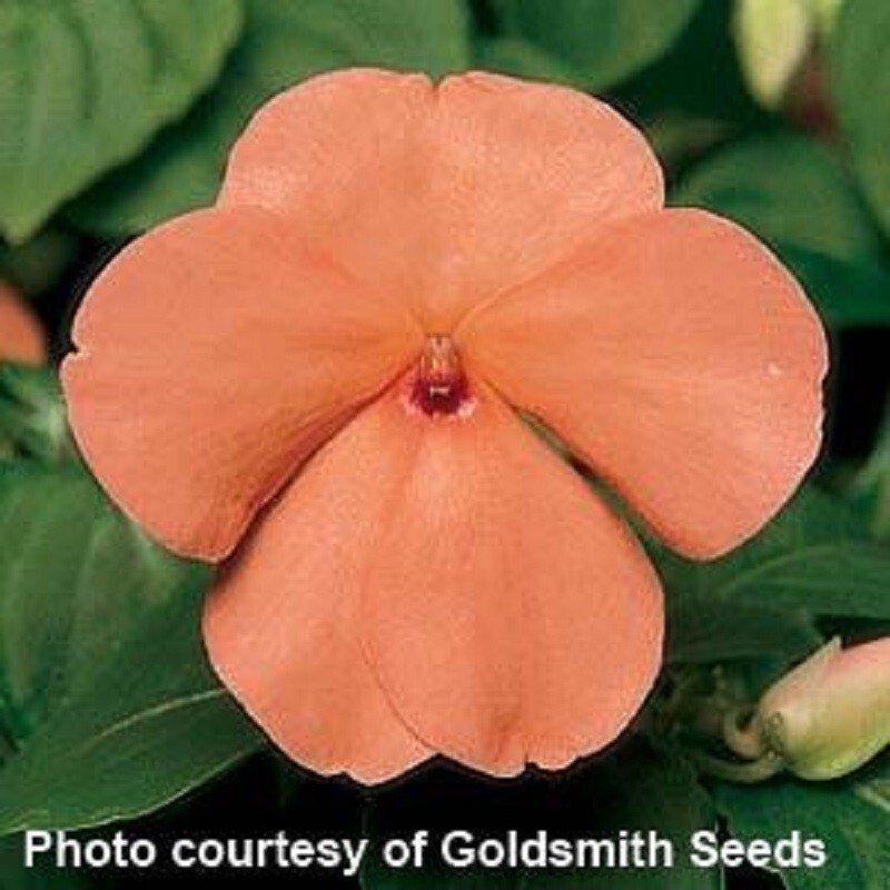 50 Impatiens Seeds Accent Premium Salmon Flower Seeds