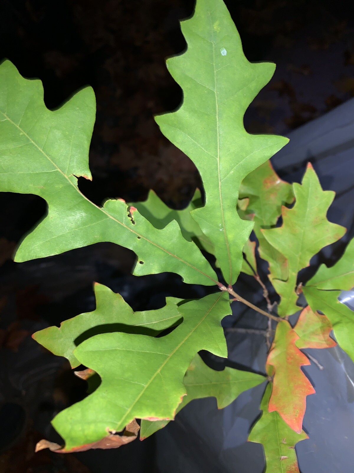 Exact plant #14 Overcup oak or Swamp Post oak (Quercus lyrata) bare root 3 Years