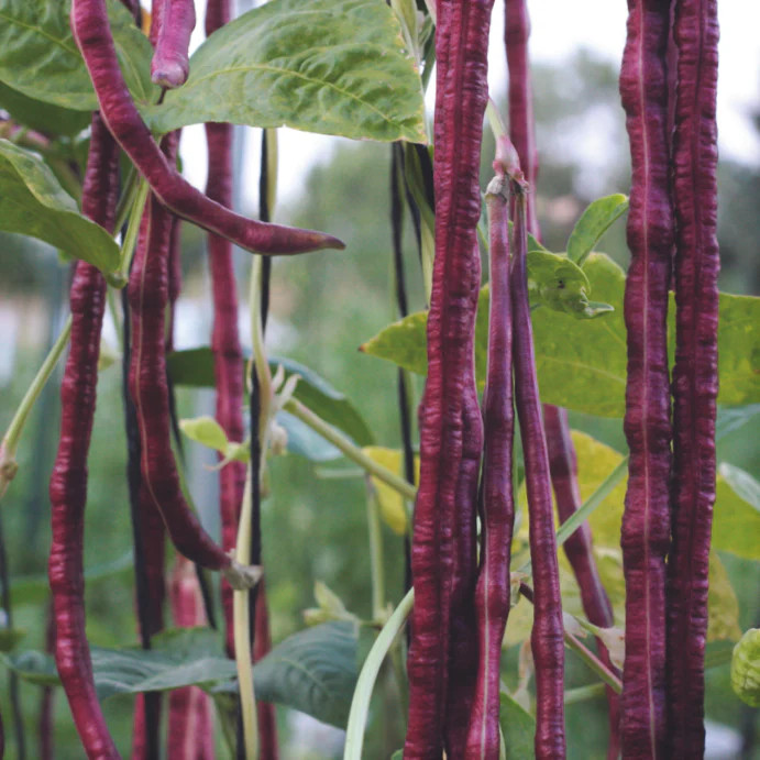 Purple Mart Yard Long Bean Seeds |Chinese Asparagus Asian Snake Cowpea Seed 2024