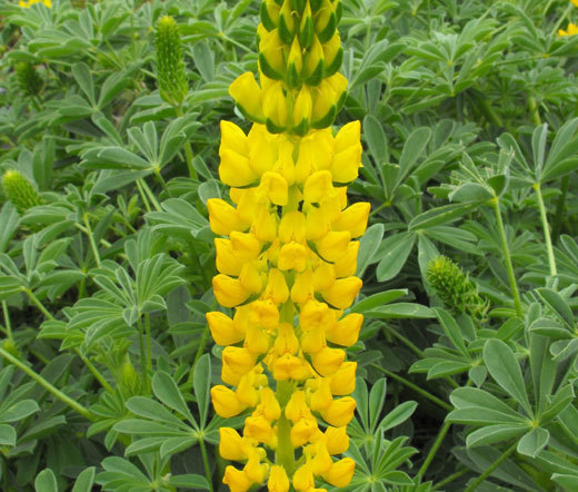 LUPINE GOLDEN YELLOW Lupinus Densiflorus Aureus – 200 Bulk Seeds