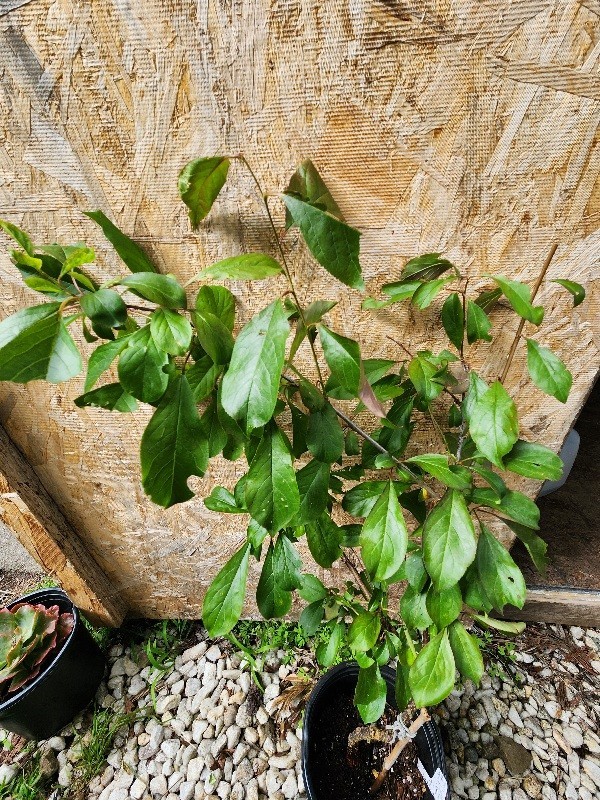 Mature Japenese Howard’s Miracle Plum Tree Large 28” Tall Airlayed 2 Yrs Old