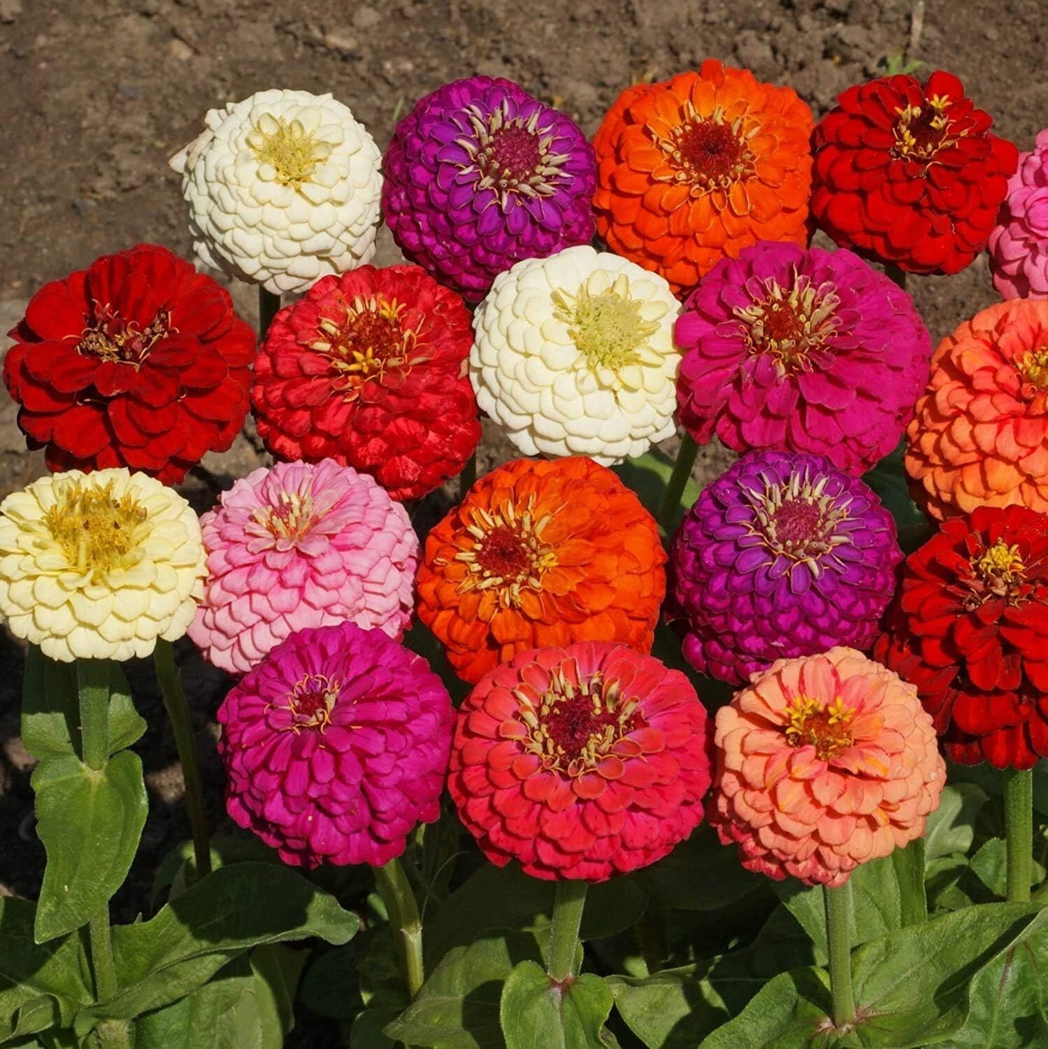 GMO-Free 1 Lb. Zinnia Seeds – Vibrant Annual Blooms for Summer to Winter Display