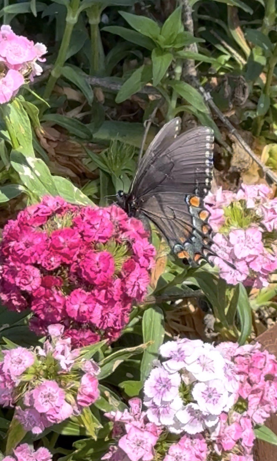Landscaper’s Pack SWEET WILLIAM DIANTHUS Mix Tall Perennial Non-GMO 1000 Seeds.