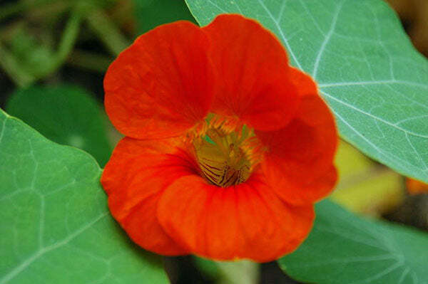 Tropaeolum nanum | Empress Of India | Indian or Monks Cress | 10 Seeds