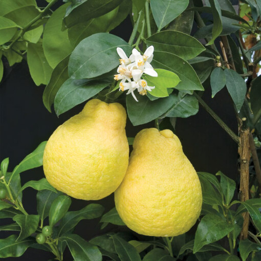 Citrus ujukitsu SWEET LEMON Sweetest Lemon Tree SEEDS!
