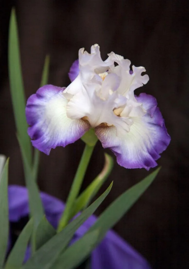 6x MIXED VARIETIES/COLORS BEARDED IRIS Bulbs/Rhizomes FRESH~FREE SHIPPING~