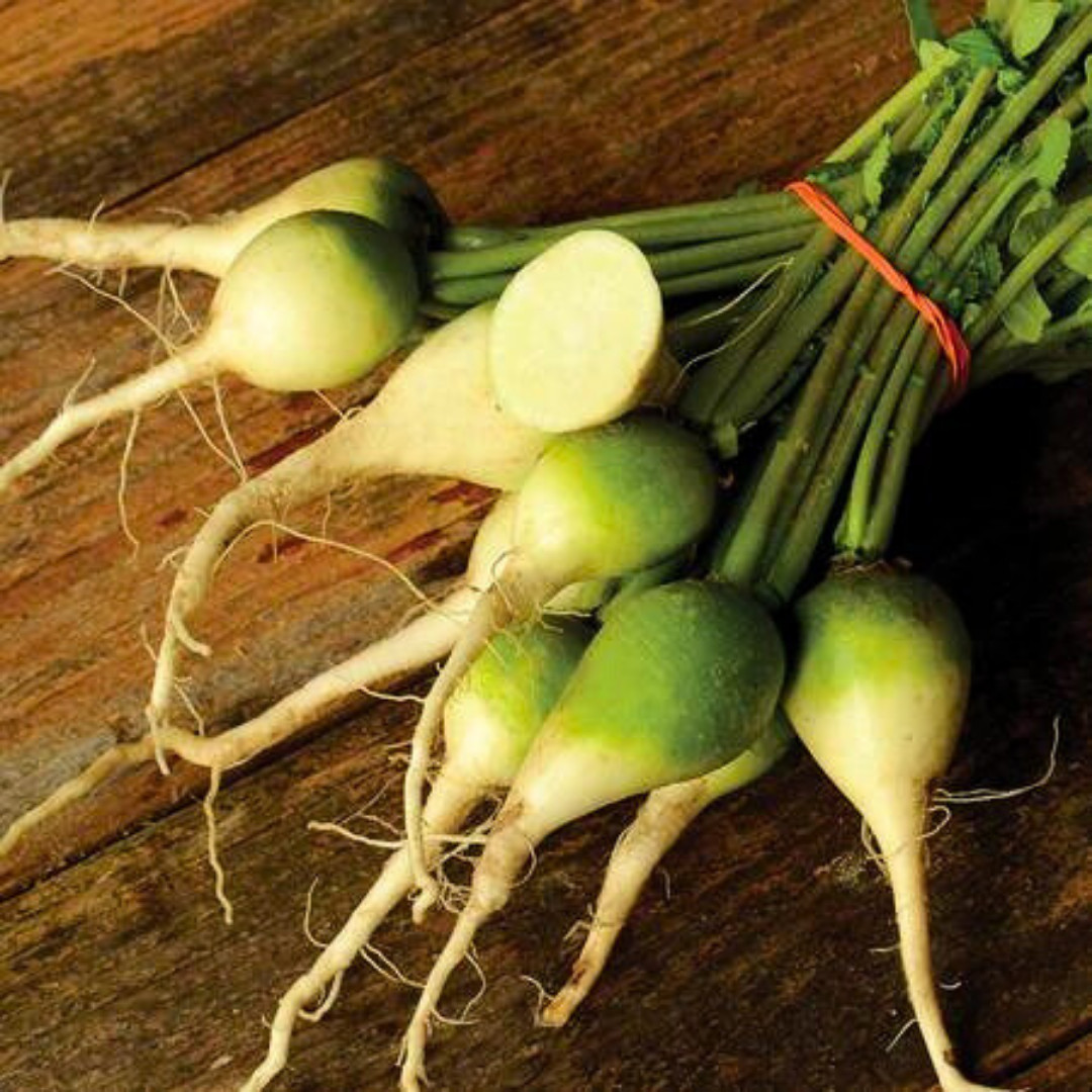 Fresh Premium Wasabi Radish Seeds | Heirloom Non-GMO | Asian Vegetable Seeds