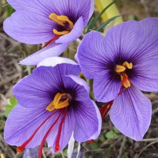 Saffron Crocus Corms for Planting – 10 Large Corms – Purple Blooms – Perennial B