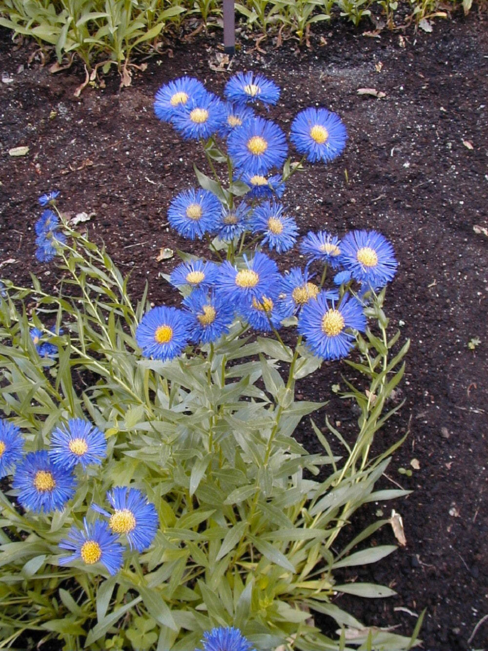 1000 BLUE FLEABANE DAISY (Dainty Aspen Fleabane) Erigeron Speciosus Flower Seeds