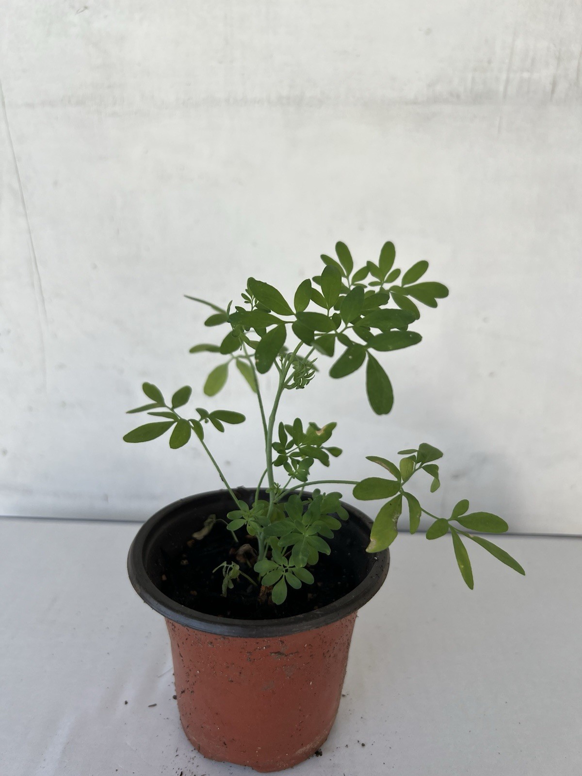 1 Common Rue Plant With Pot 6” Ruda Ruta Graveolens Live Plant Ready To Plant