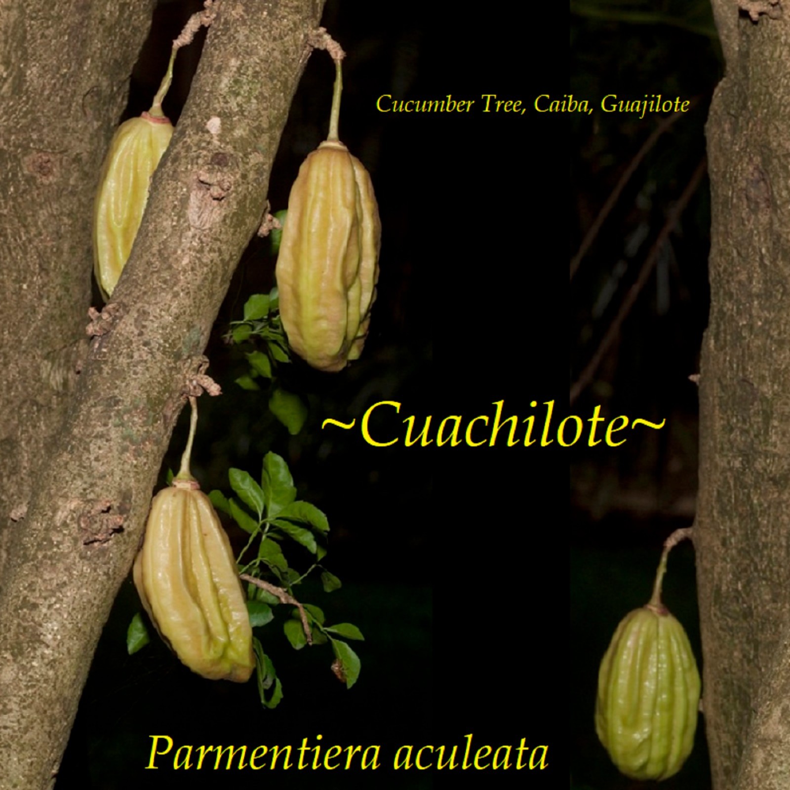 ~Guajilote~ Parmentiera Aculeata CUCUMBER FRUIT Tree Live Sml Potd Starter Plant