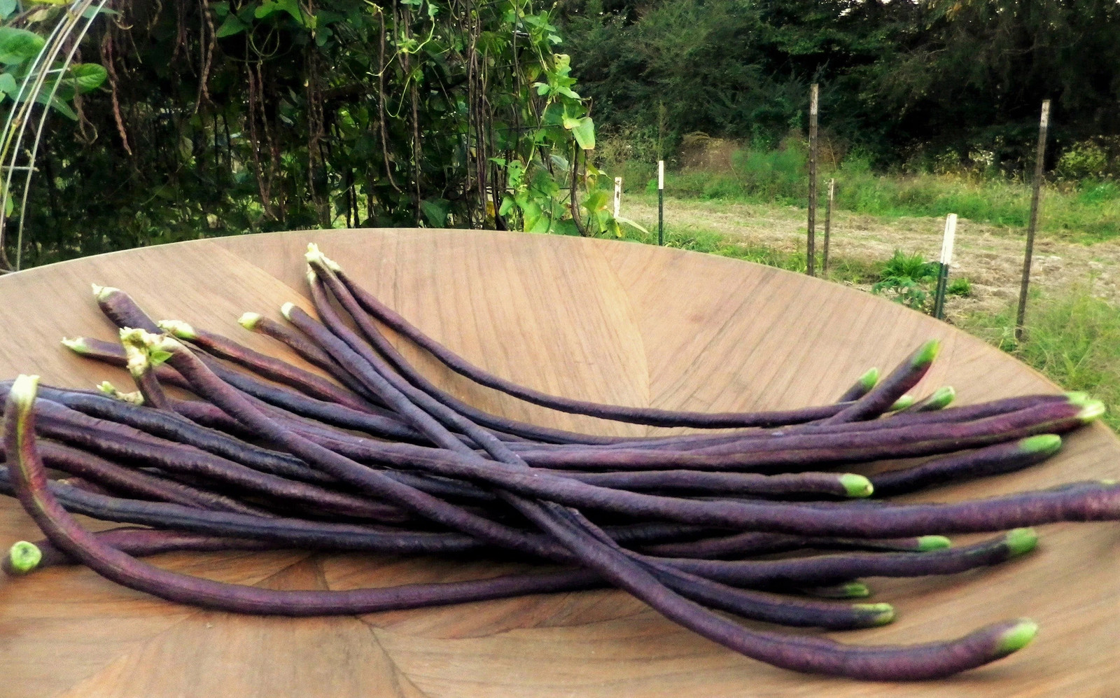 Purple Mart Yard Long Bean Seeds |Chinese Asparagus Asian Snake Cowpea Seed 2024