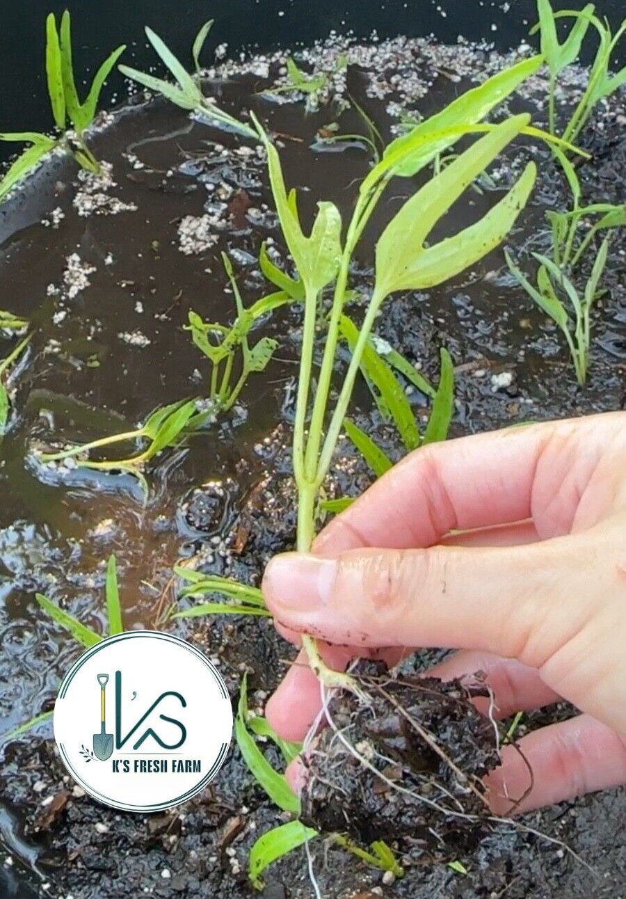 200+ pcs TRIPLE-STEM WATER SPINACH SEEDS, Ong Choy, Kangkong, RAU MUỐNG BA CHẠC