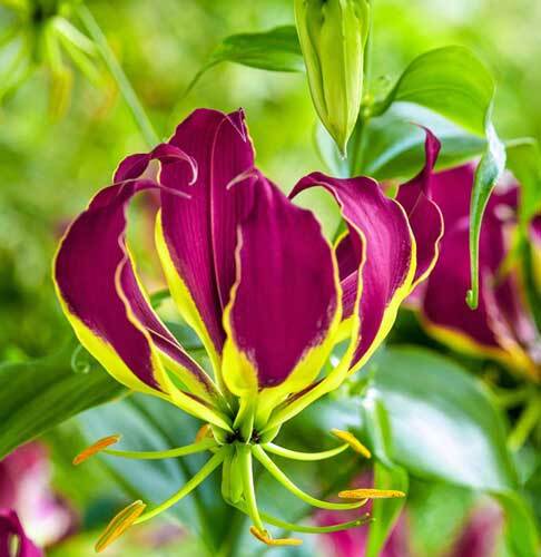 Gloriosa carsonii | Climbing or Creeping Lily | 10 Seeds