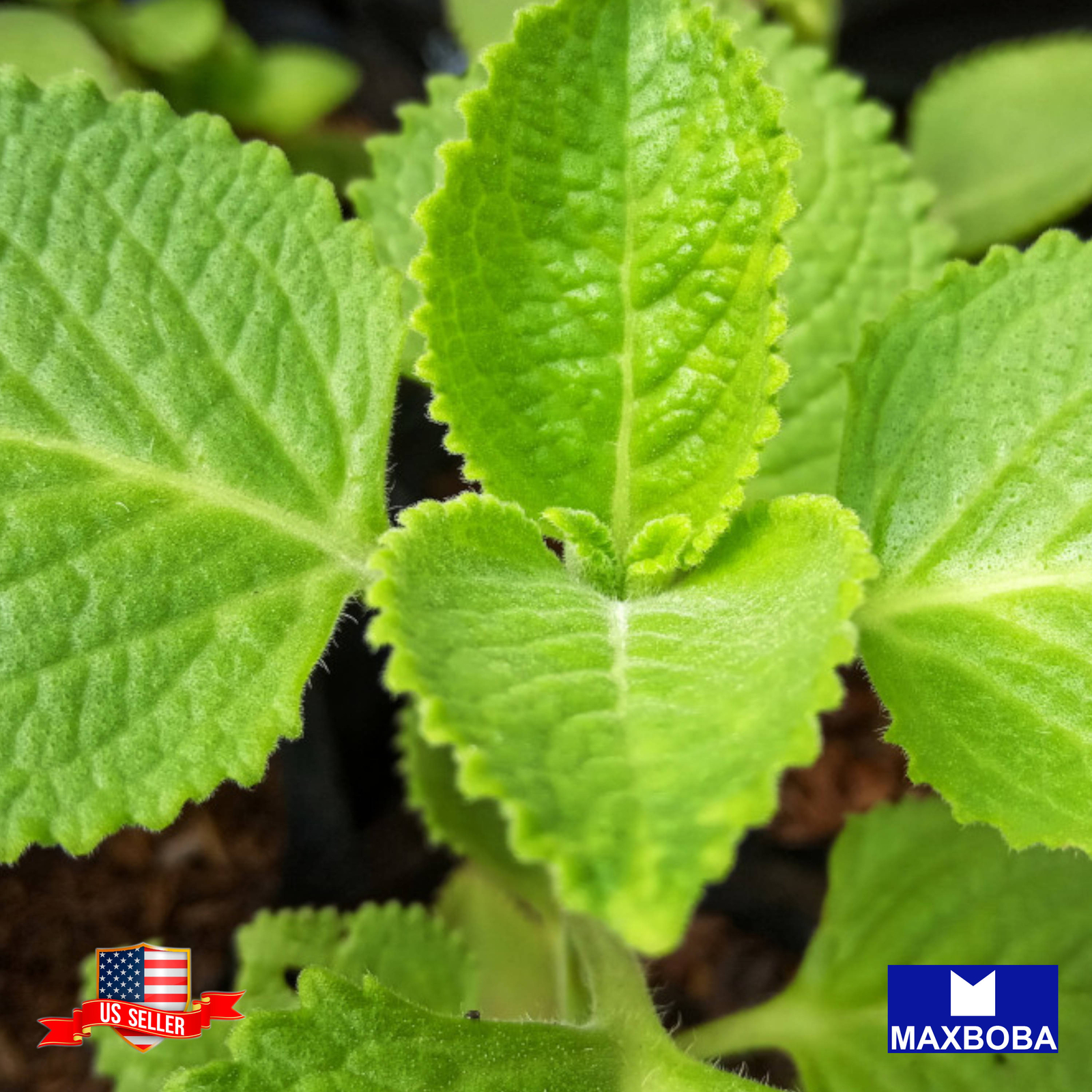 Shiso Herb Seeds Perilla Green Heirloom Non-GMO
