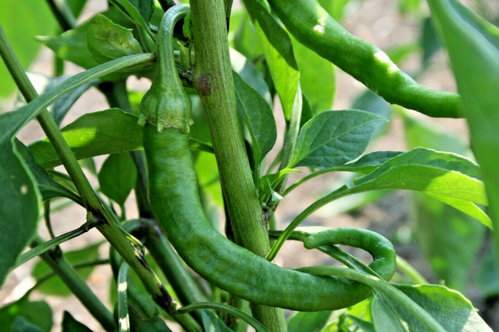 101+CAYENNE Hot Red PEPPER Seeds Organic Summer Vegetable Garden Container Easy