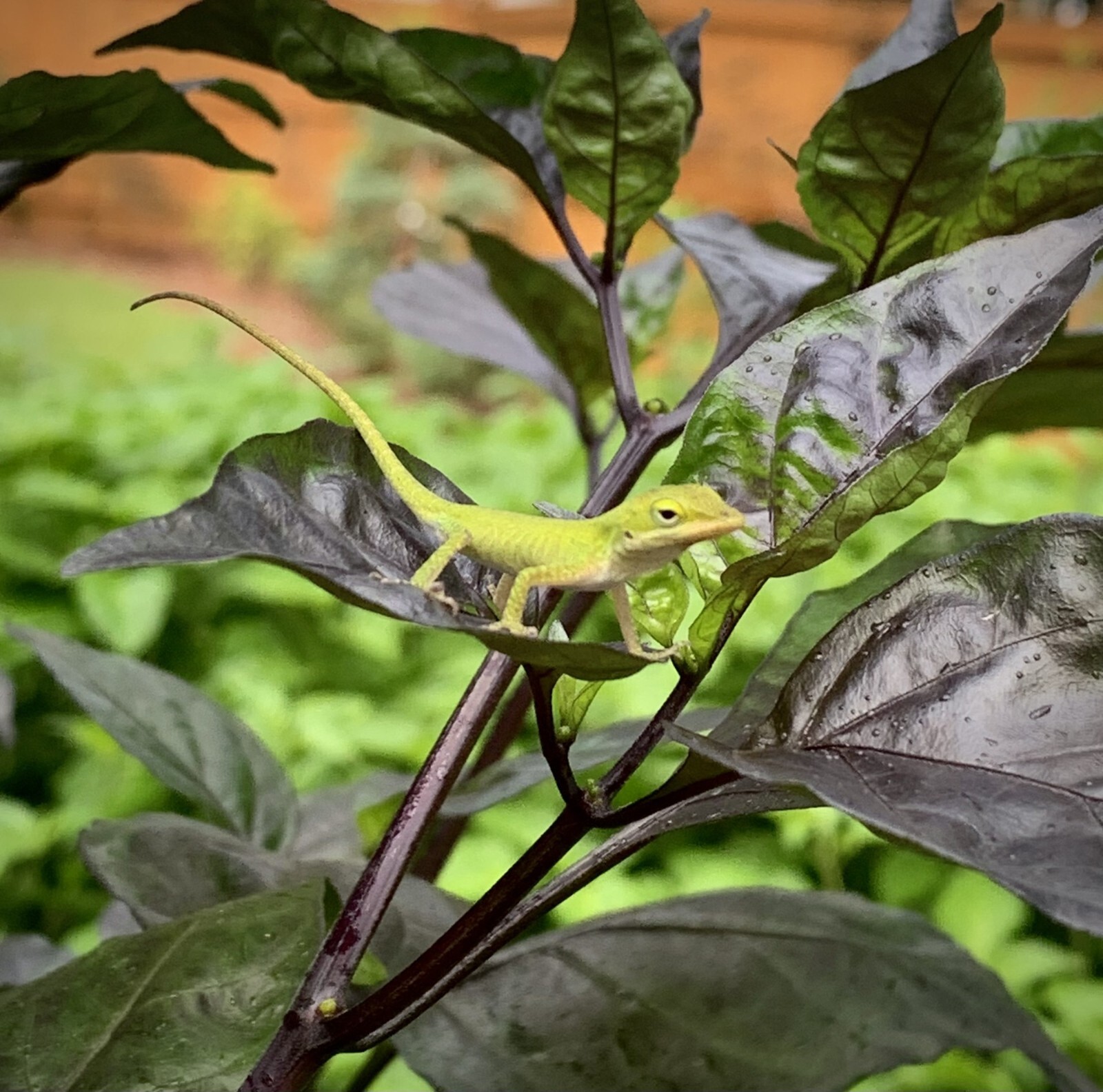 Orion Pepper Seeds 10+