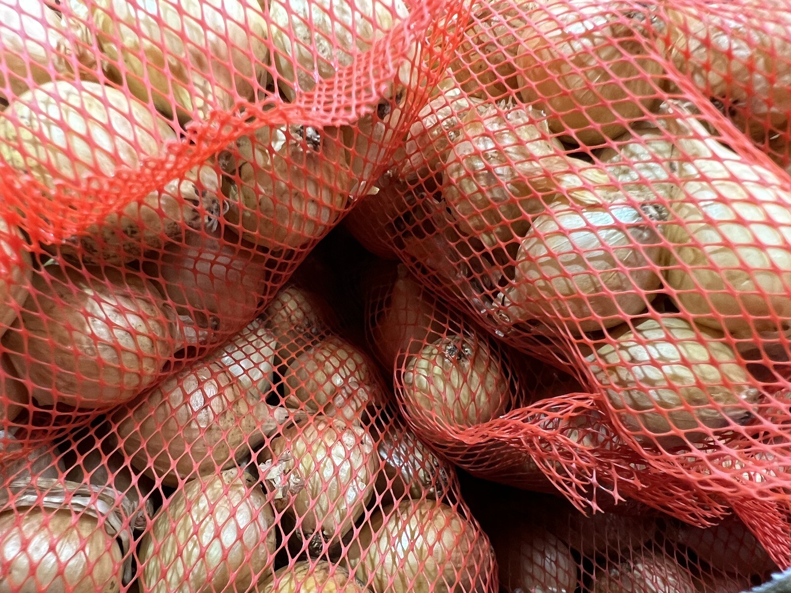 25 Super Sweet Candy Onion Sets Bulb Vidalia Yellow