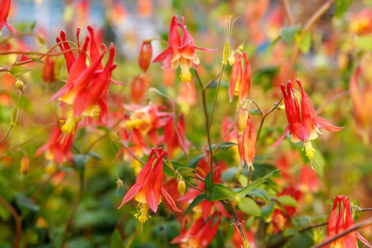 Wild Columbine Seeds 100+ Aquilegia Canadensis RED YELLOW WILDFLOWER USA