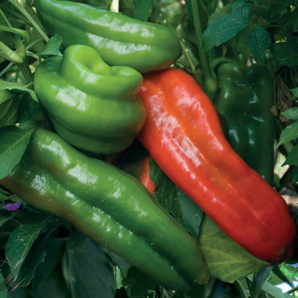 Sweet Marconi Rosso Pepper Seeds, Italian Pepper, NON-GMO, Variety Sizes Sold