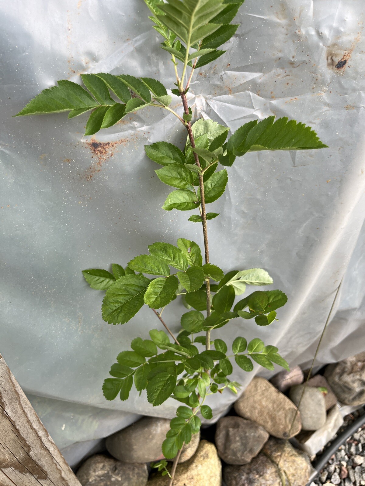Ivan’s Belle (Granatnaya) Grafted Mountain Ash Hybrid 2-3 ft tall