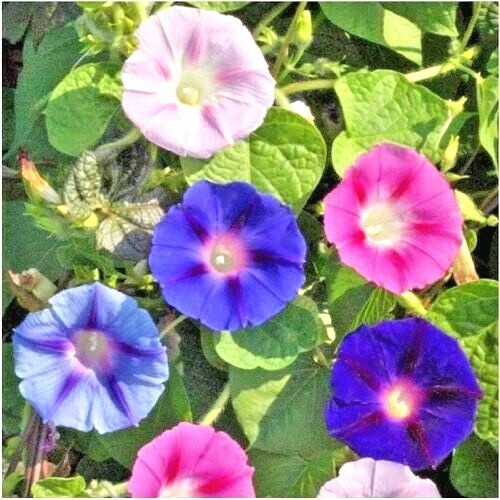 70+MORNING GLORY Mix Flower Seeds Wildflower Climbing Flowering Vine Container