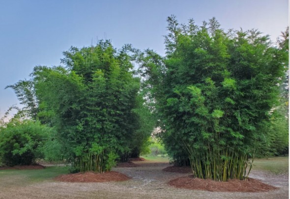 Seabreeze bamboo seeds ( 30 Seeds ) Bambusa Malingensis
