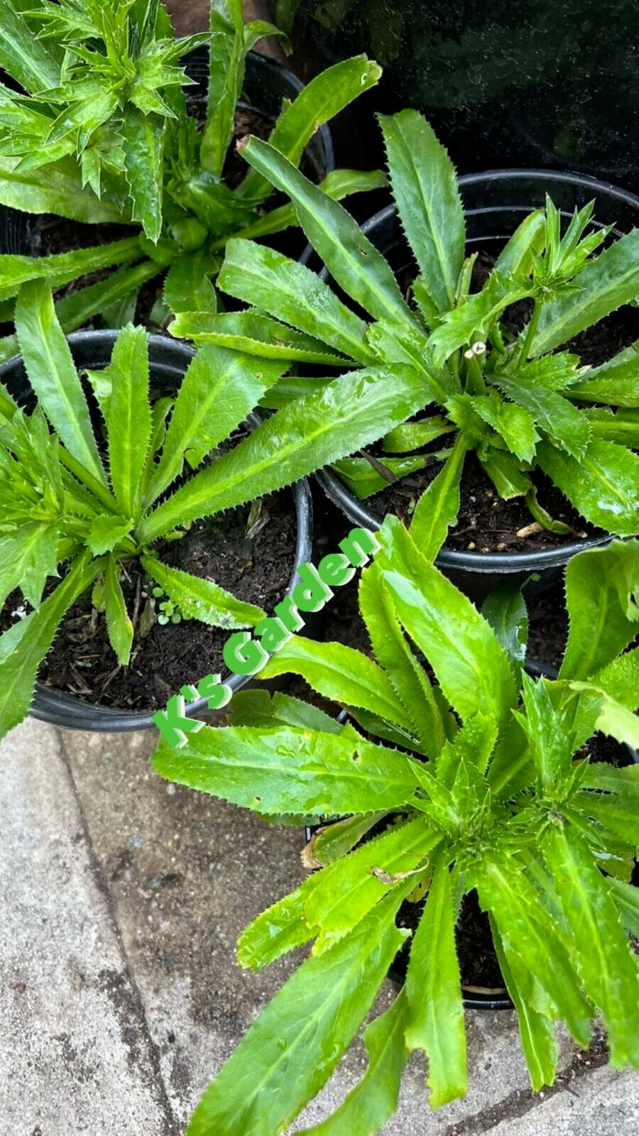 500+ CULANTRO SEEDS-NGÒ GAI-MEXICAN CORIANDER-庫蘭特羅-PUERTO RICAN-THAI PARSLEY