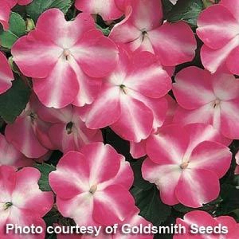 50 Impatiens Seeds Accent Premium Rose Star Flower Seeds