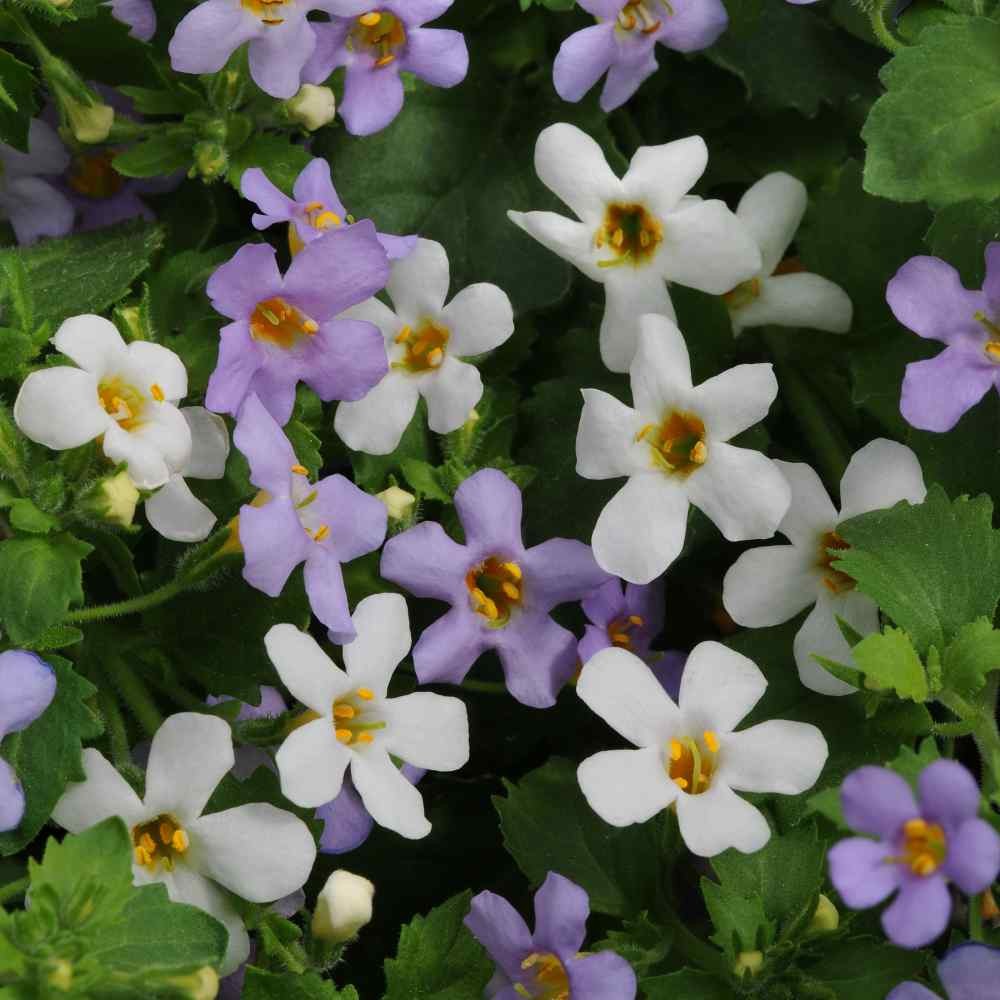 20 Seeds Bacopa Utopia Fuseables – Trailing Bacopa Flower Seeds