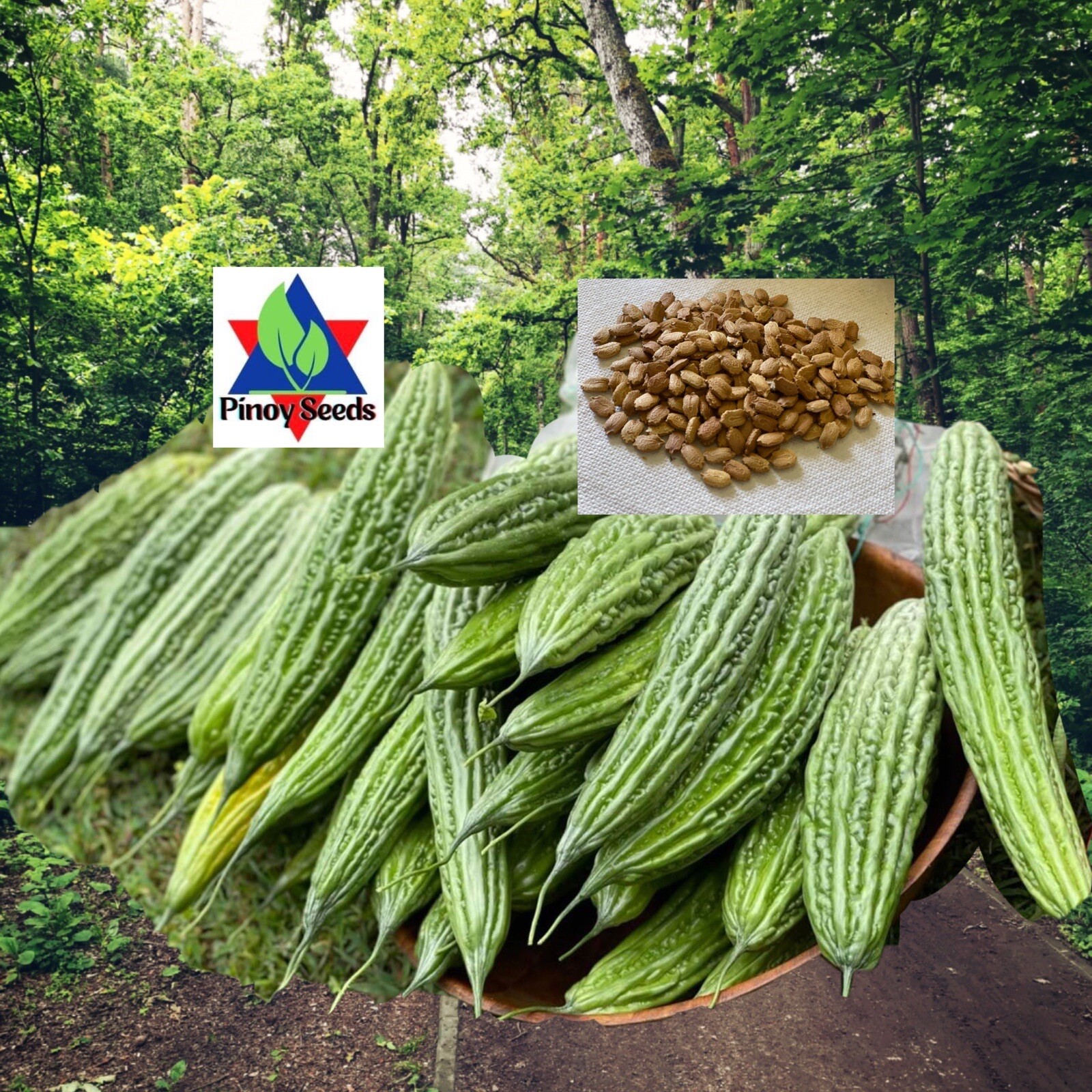 20+ Philippine Long Ampalaya- Organic Heirloom Bittergourd, Bittermelon Seeds