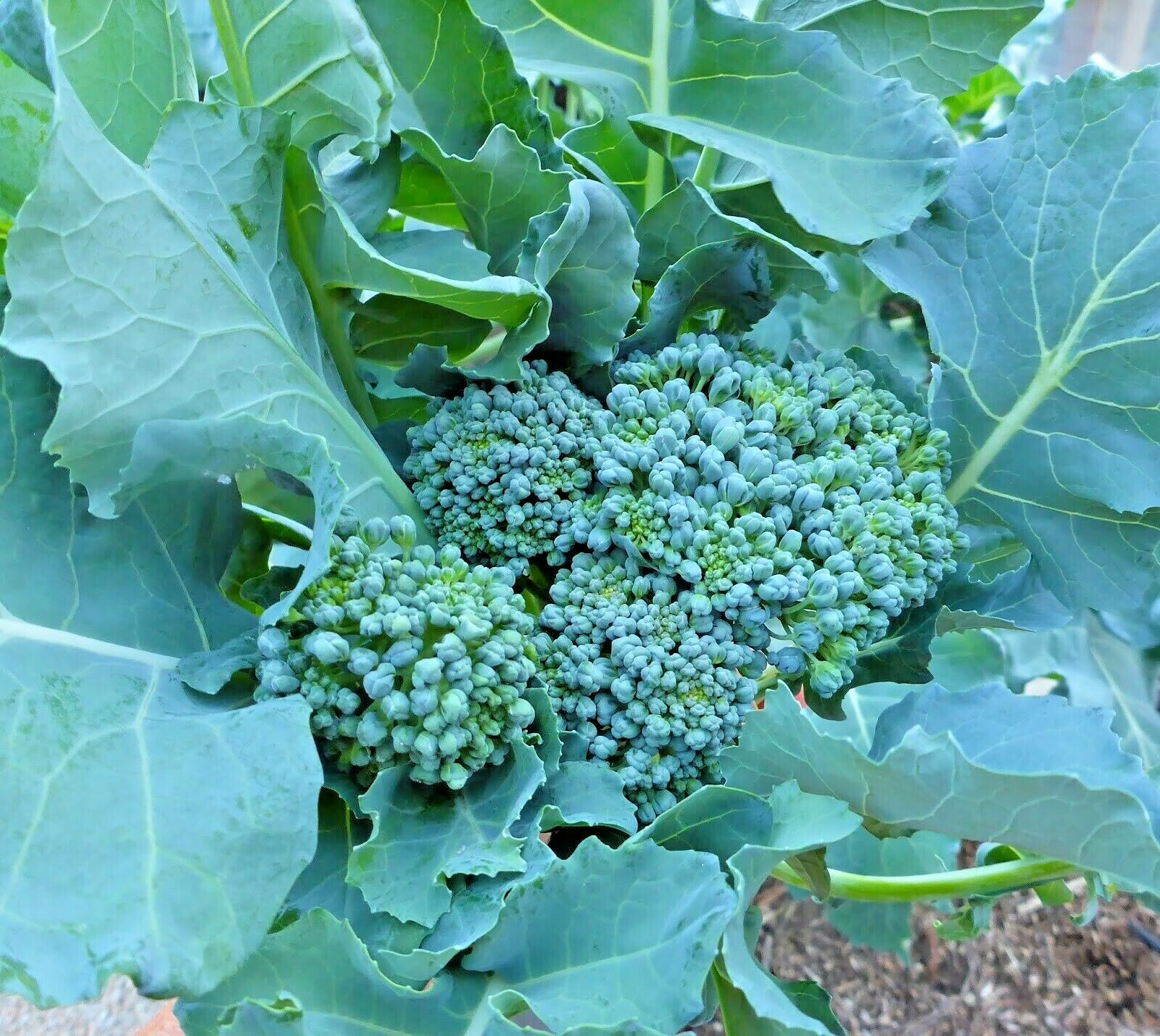 300+Green SPROUTING BROCCOLI Seeds Organic Heirloom Cool Season Vegetable Garden
