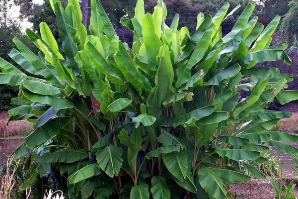 20 Pink Dwarf Banana Tree Fruit Plant Seeds (Musa velu.) Rare Fast Hardy-Zone 7b