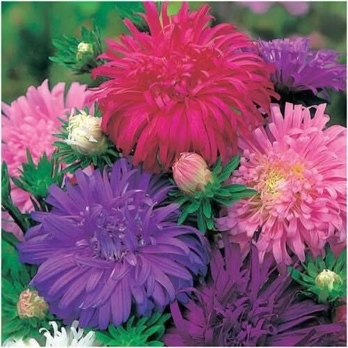3 – Ostrich Feather China Aster Seeds For Planting Callistephus chinensis