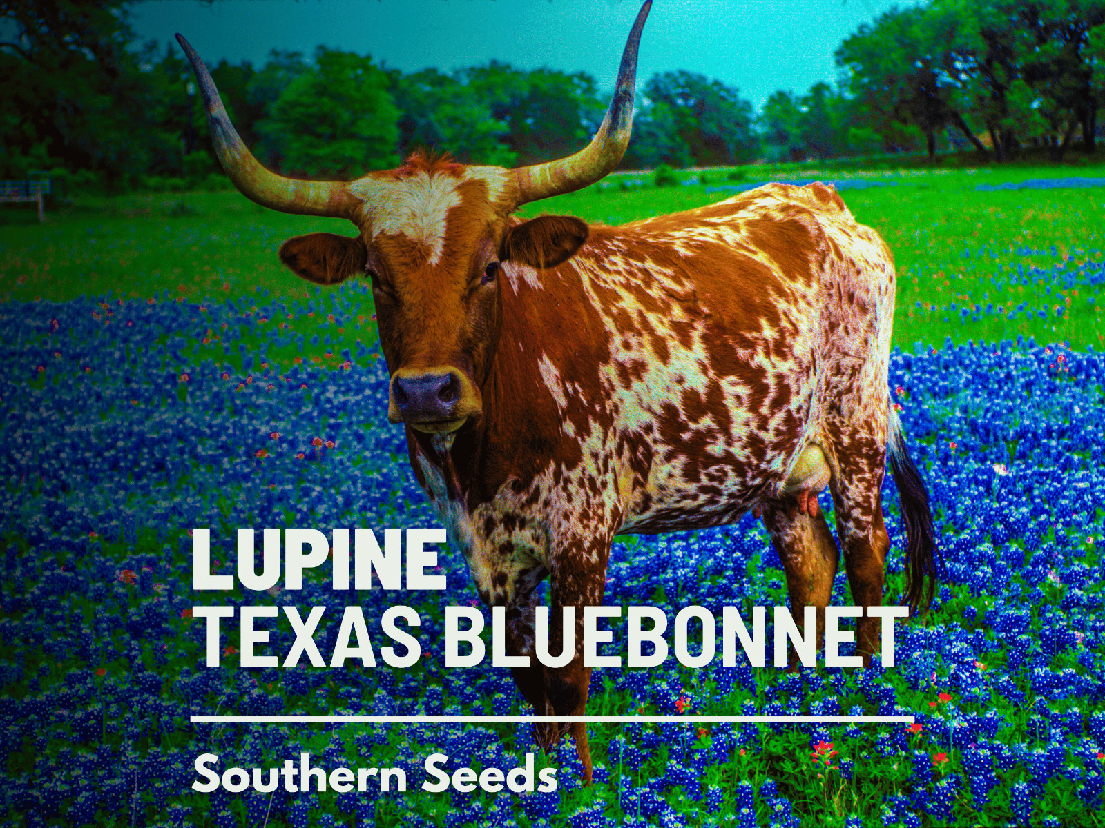 Lupine, Texas Bluebonnet – Heirloom Seeds – State Flower of Texas