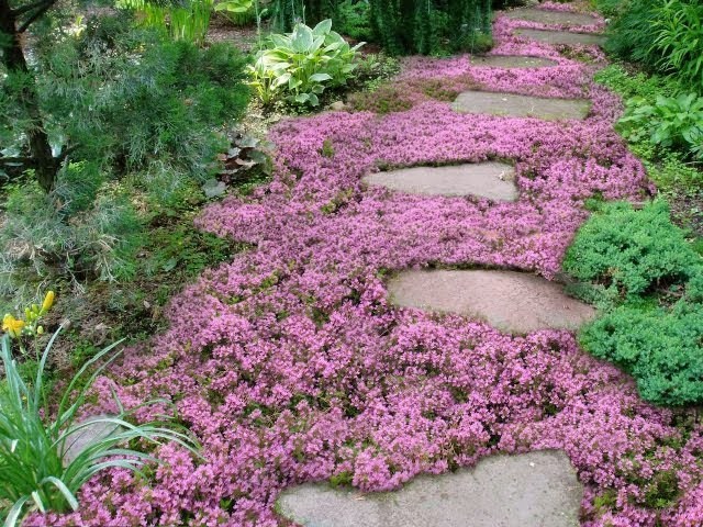 10,000 Creeping THYME Herb Thymus Serpyllum Groundcover Heirloom Flower Seeds 2g