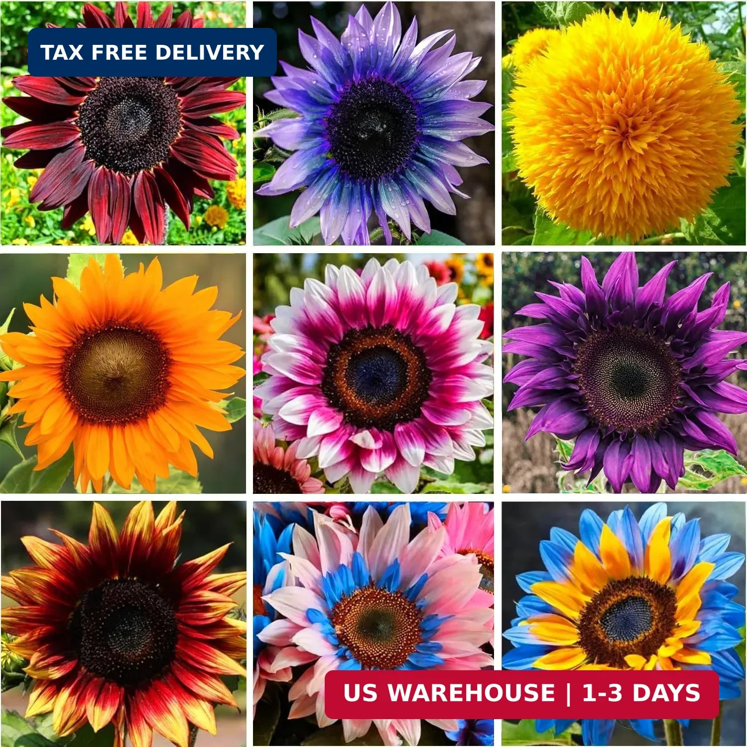 Mixed Varity Sunflower Seeds for Planting – 200+ Heirloom Non-GMO Giant Red Purp