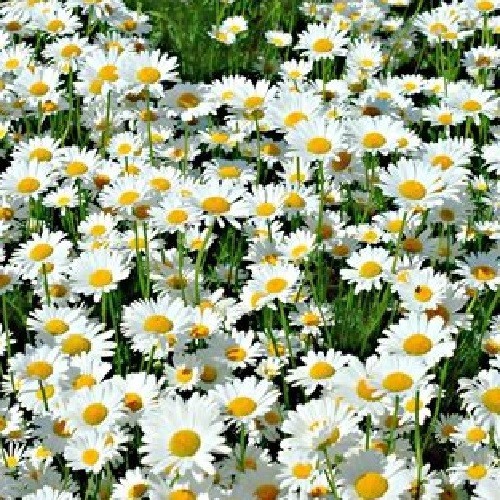 2,500+ Shasta Daisy Seeds Chrysanthemum Maximum Large Perennials All US Zones