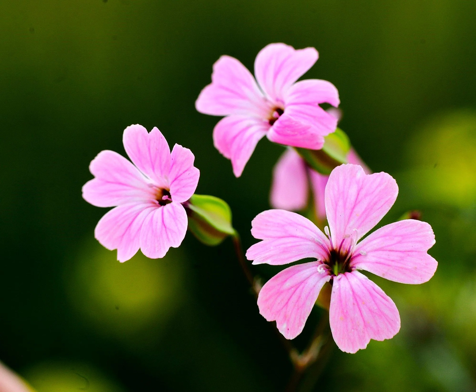 Pink Beauty Soapwort Seeds – For 2025 Planting Saponaria Soap Plant Rose Ground
