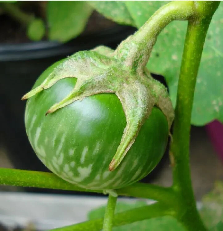 GREEN THAI EGGPLANT ,PETCH SIAM / MATTI GULLA SEEDS, HẠT CÀ DĨA VN
