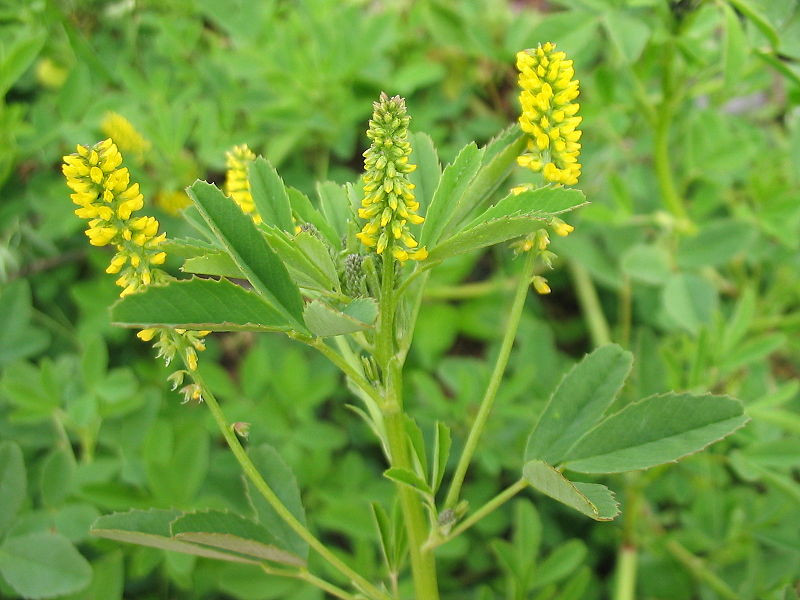 clover, YELLOW flower SWEET CLOVER 1200 SEEDS GroCo* USA – BUY ANY 10-SHIPS FREE