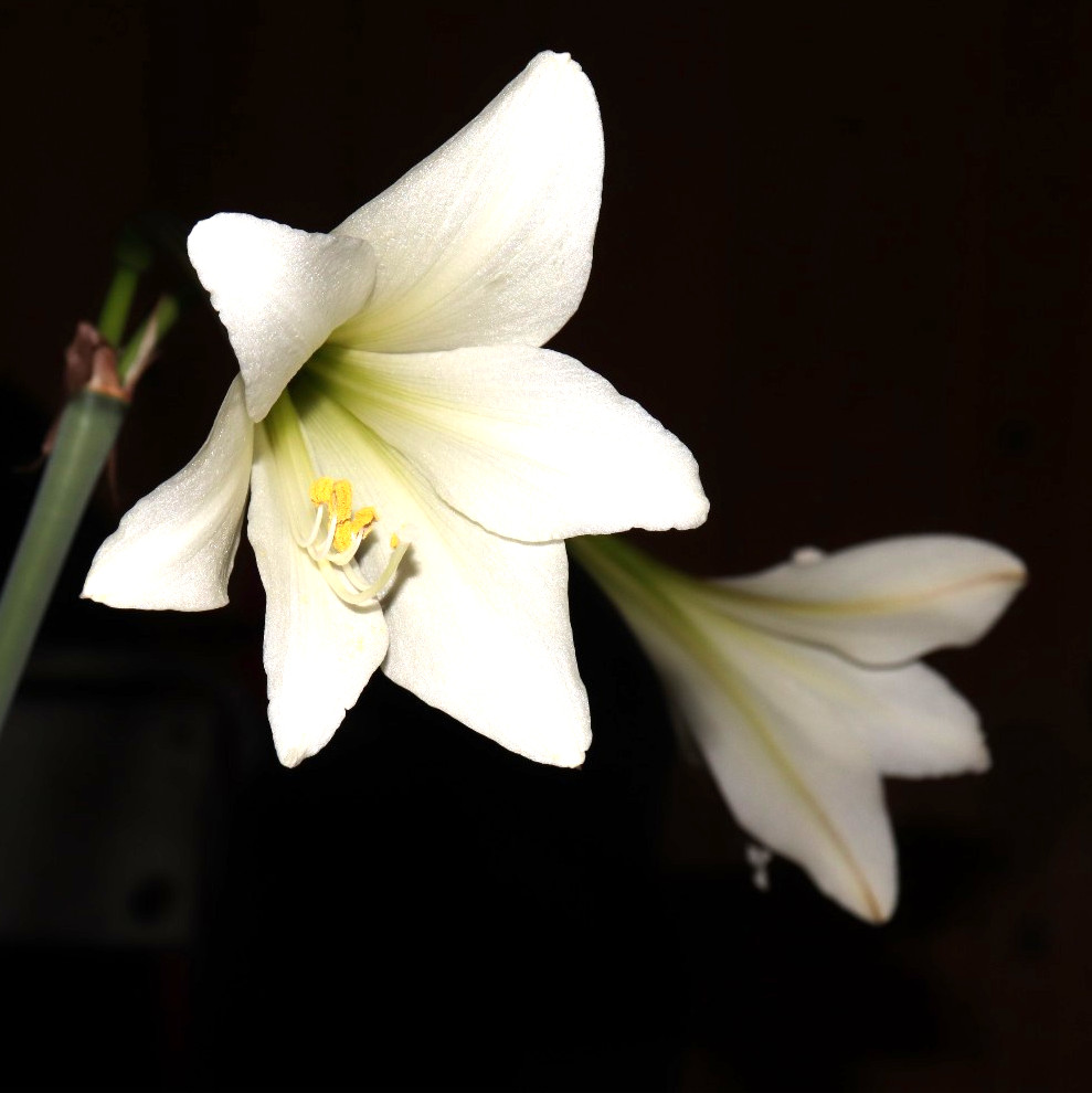 Hippeastrum solandriflorum 5 year bulb Venezuela