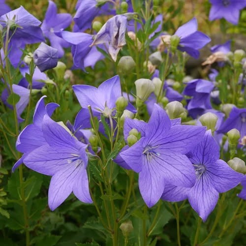Balloon Flower, Platycodon Grandiflorus Seeds Purple