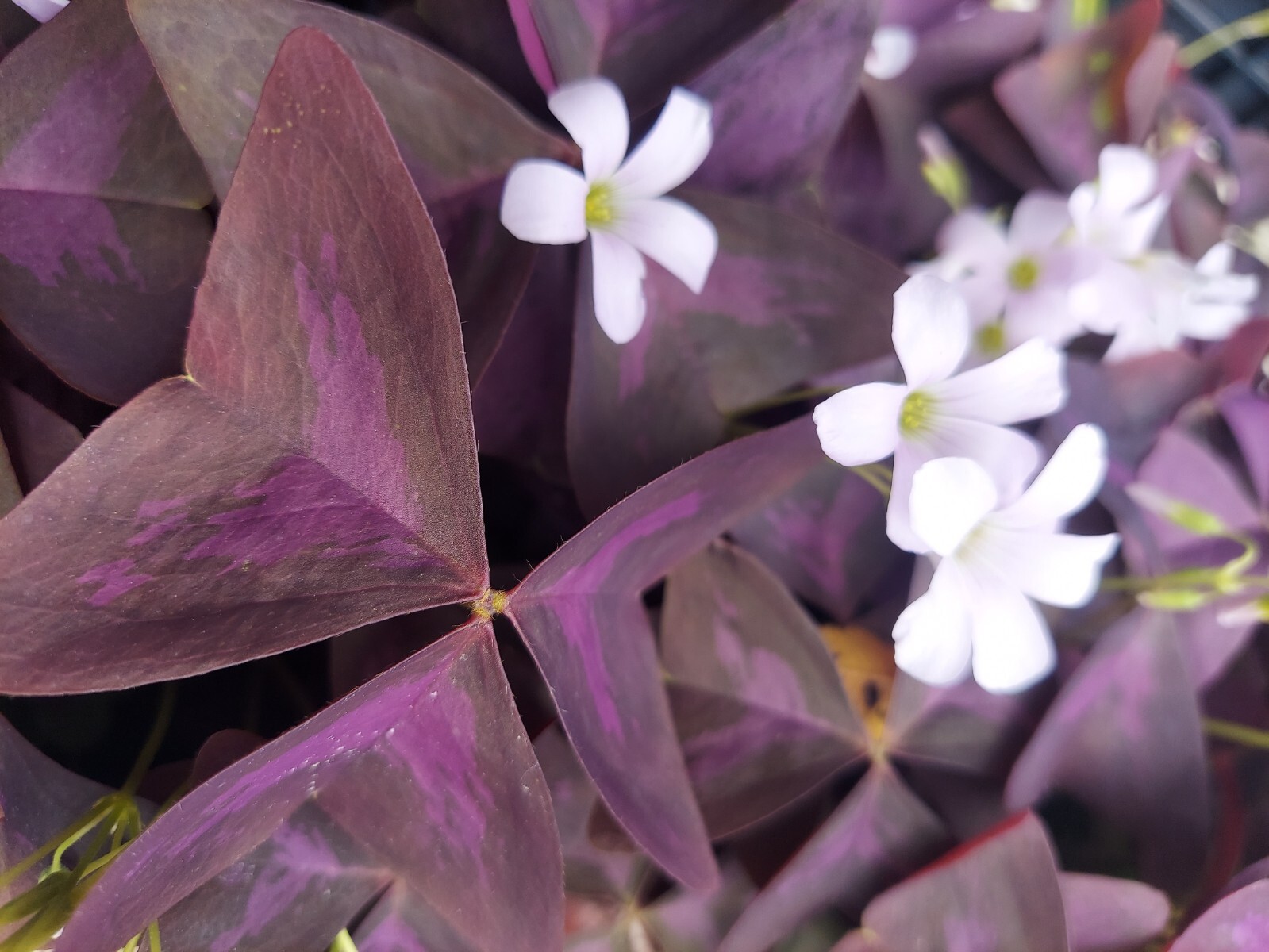10 ORGANIC Pale Pink Flowers Oxalis Triangularis Purple Shamrock Bulbs Rhizomes