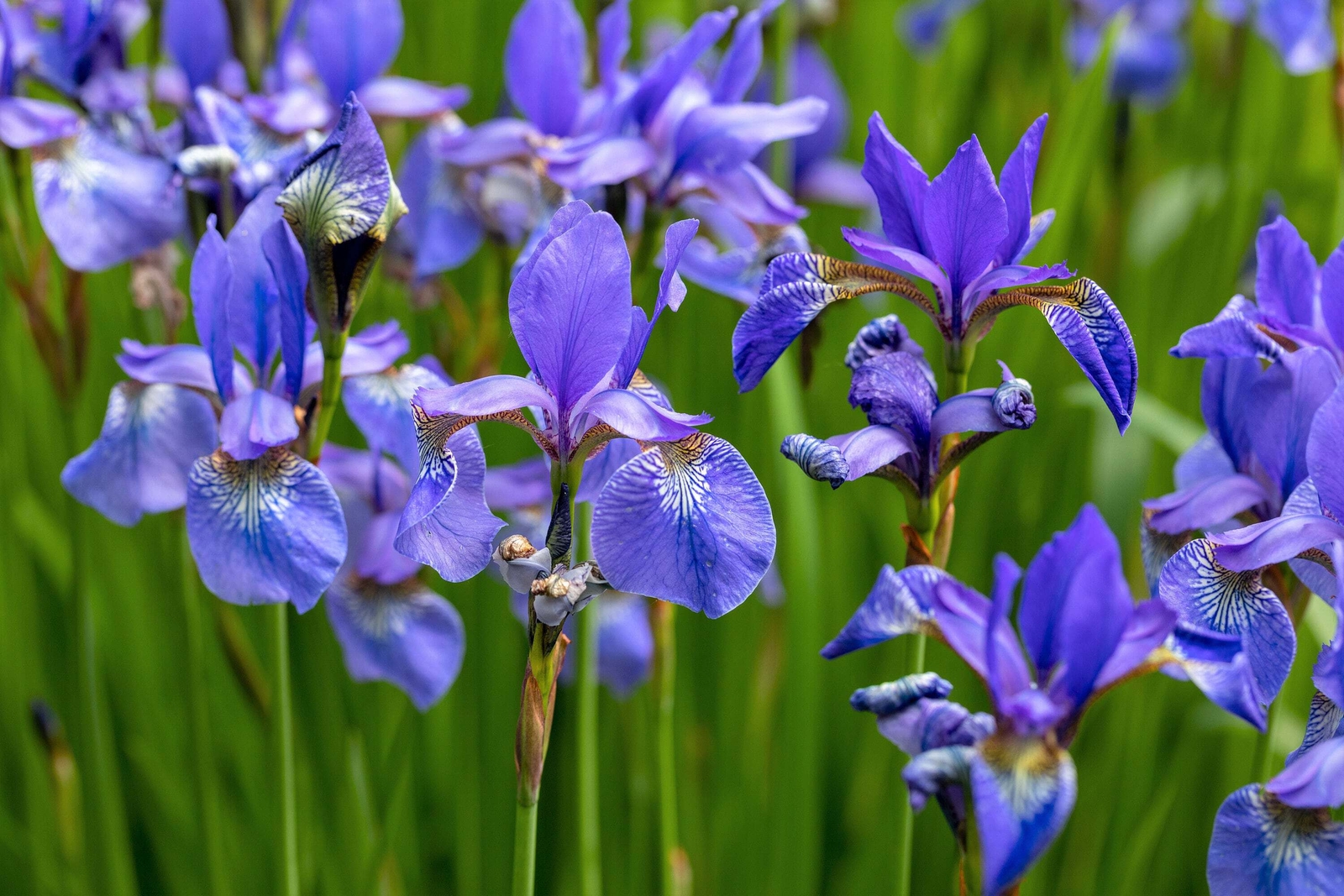 25 BLUE FLAG IRIS Versicolor Fragrant Native Purple Yellow White Flower Seeds