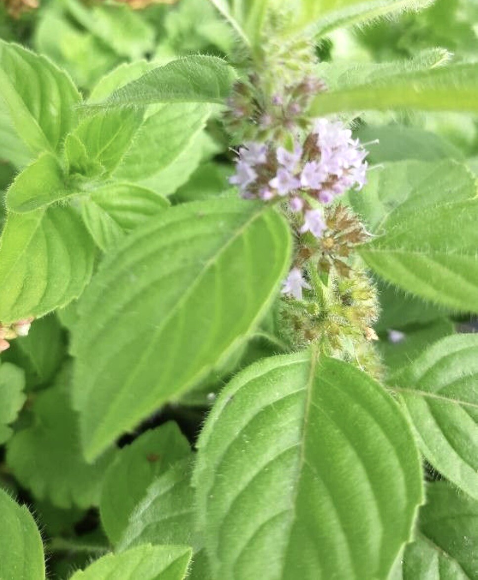 Corn Mint, Field Mint, Mentha Arvensis – 10 Bare Root Plants – USA
