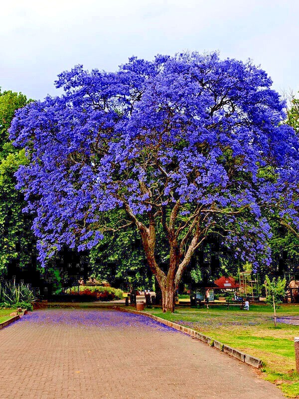 Jacaranda Fern Tree Seeds (Mimosifolia acutifolia) Tropical Blue Flowers Plant
