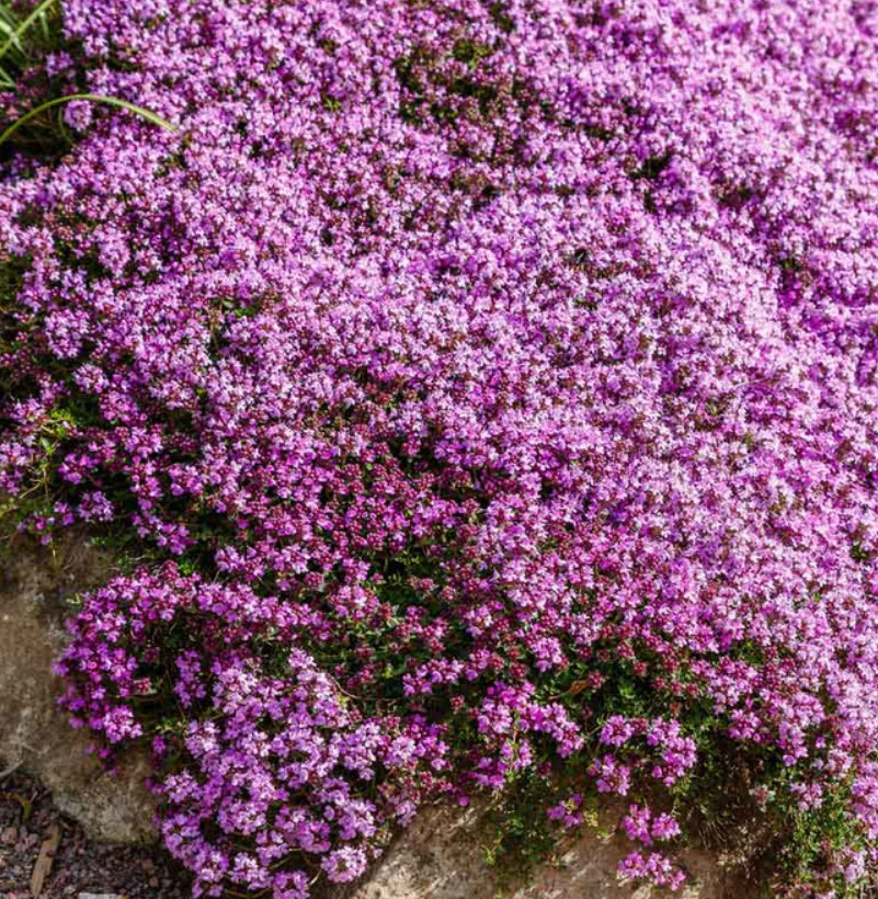 Landscaper’s Pack ULTIMATE GROUNDCOVER MIX w/ Perennials Non-GMO 5000 Seeds