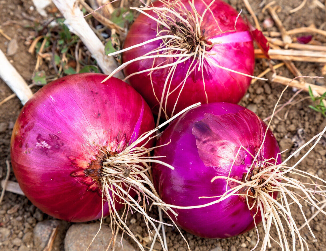 Red Creole Onion Seeds (100) / ORGANIC / FL GROWN